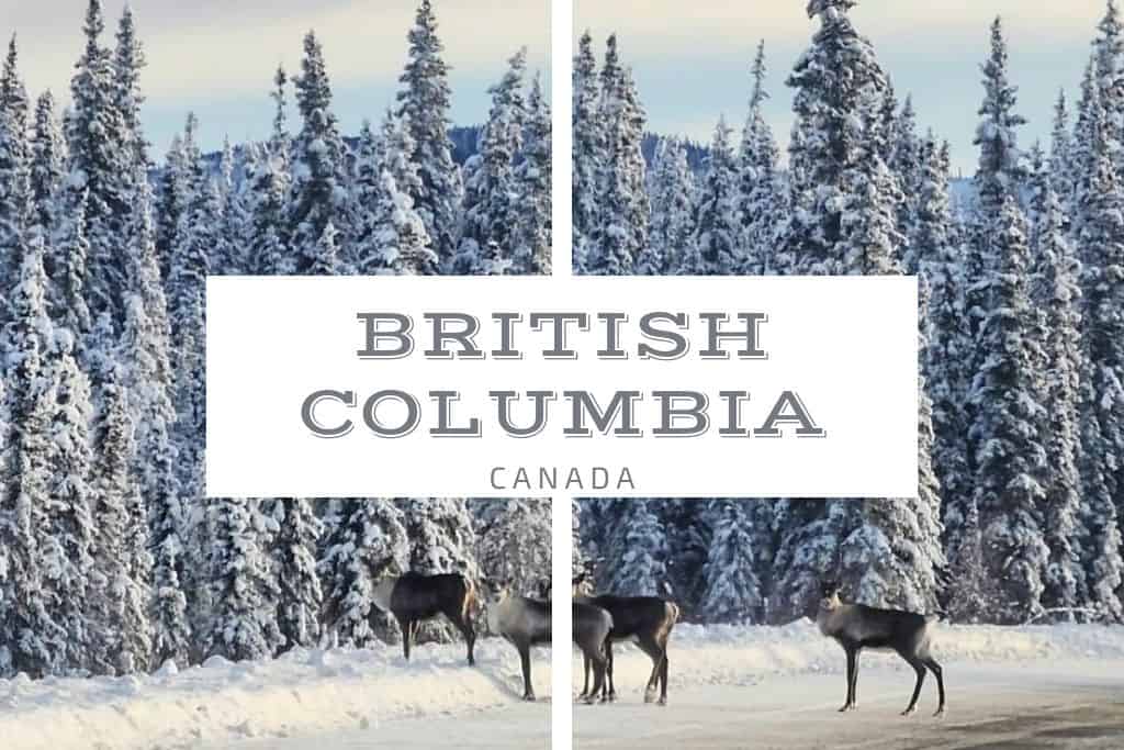 Elk crossing a snowy road into snowy pine trees