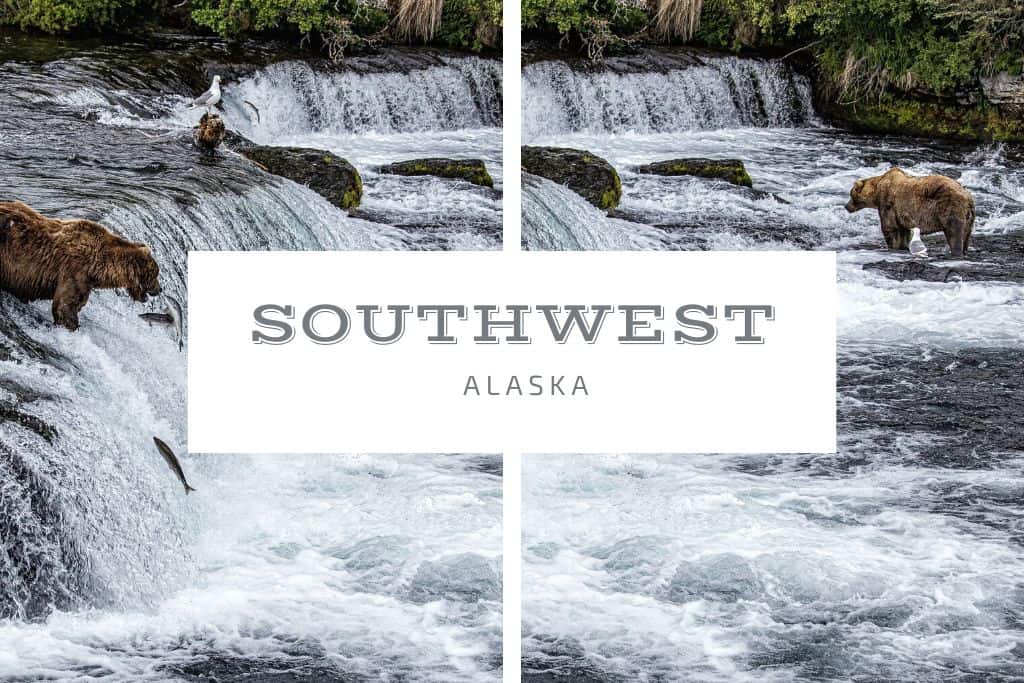 Brown bears fishing in a fast-moving waterfall