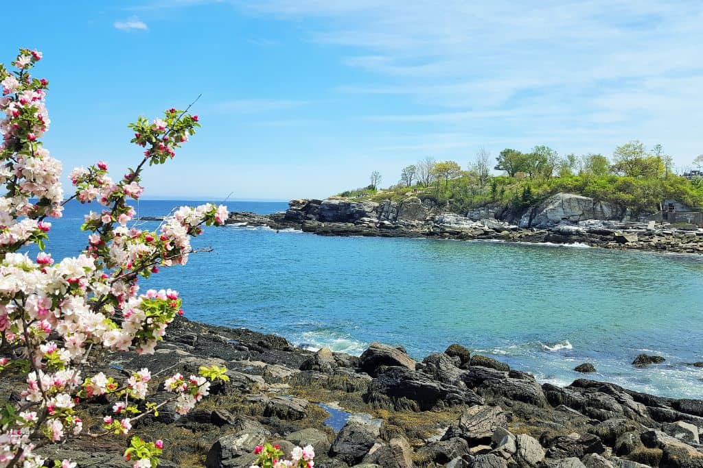 The coast of Maine with cherry blossoms in view