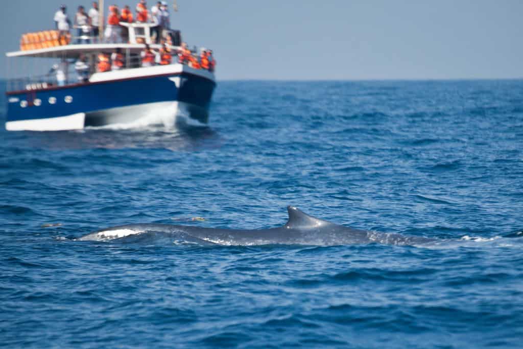 Whale fin with a passenger boat in the distance