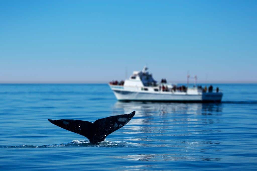 whale tail with a passenger boat in the background