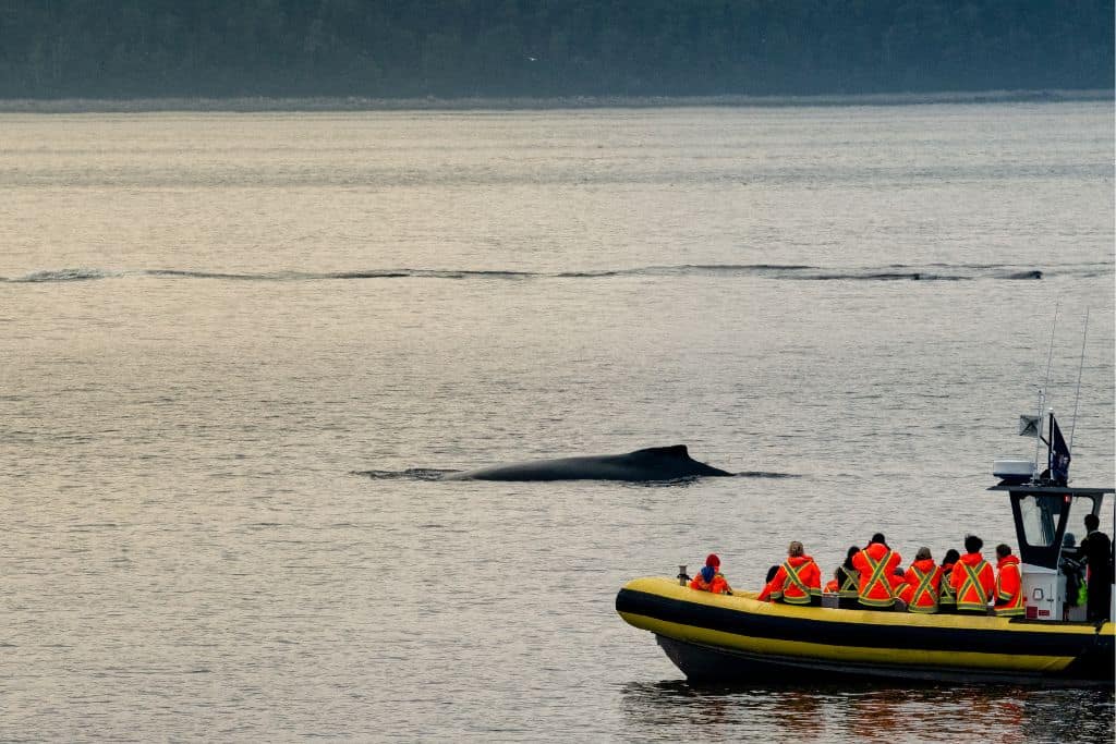 This whale watch from Victoria offers its tours on a 12-person Zodiac for excitingly close encounters