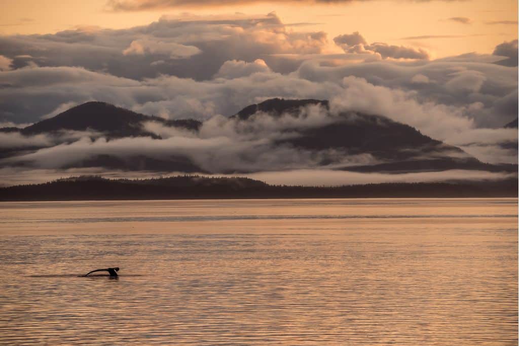 whale tail at sunset