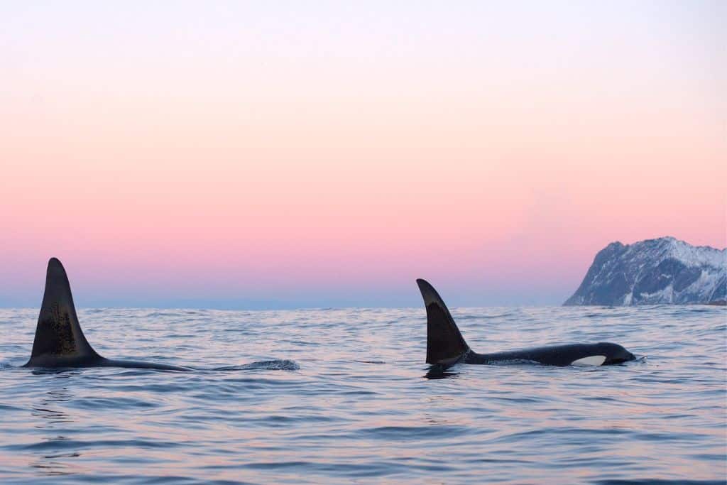 Two orca fins at sunset on the ocean