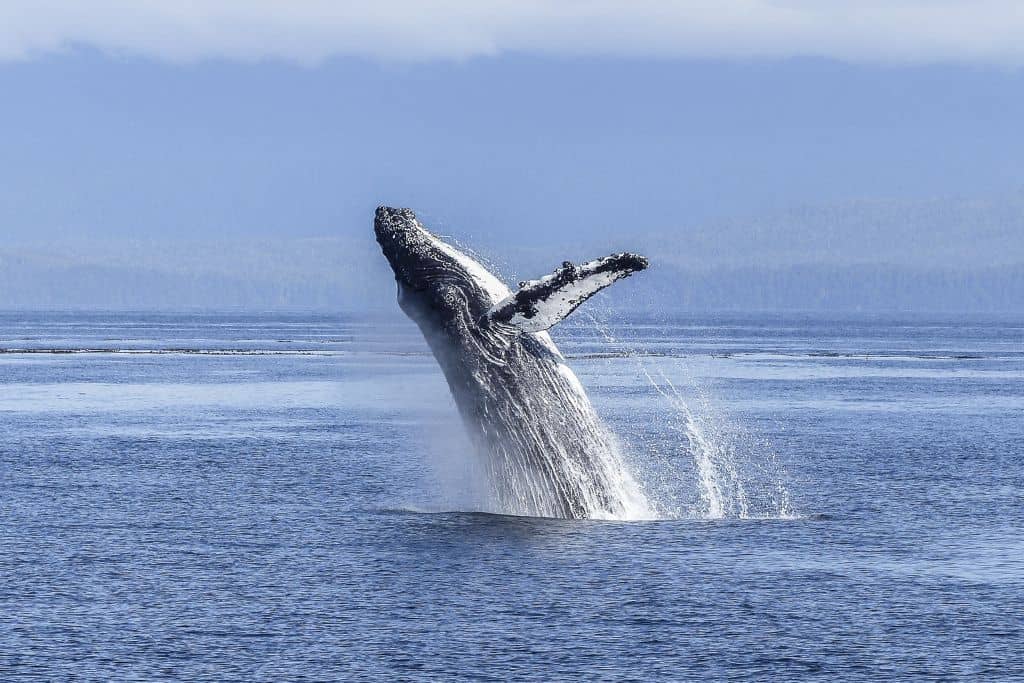 Seeing a whale breach is one of the coolest things to see on a whale watch Victoria can offer
