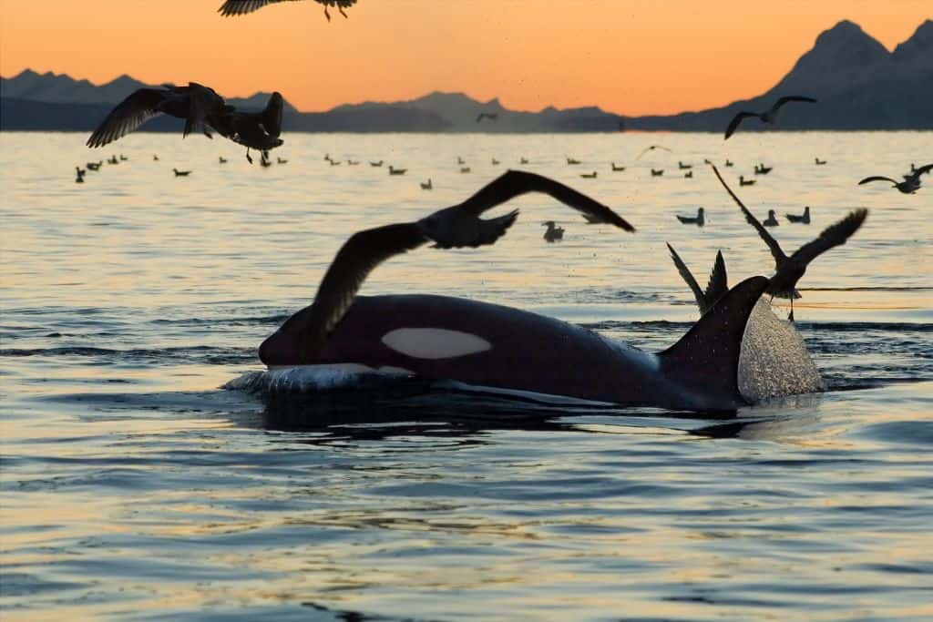 Orca whale at sunset on the ocean