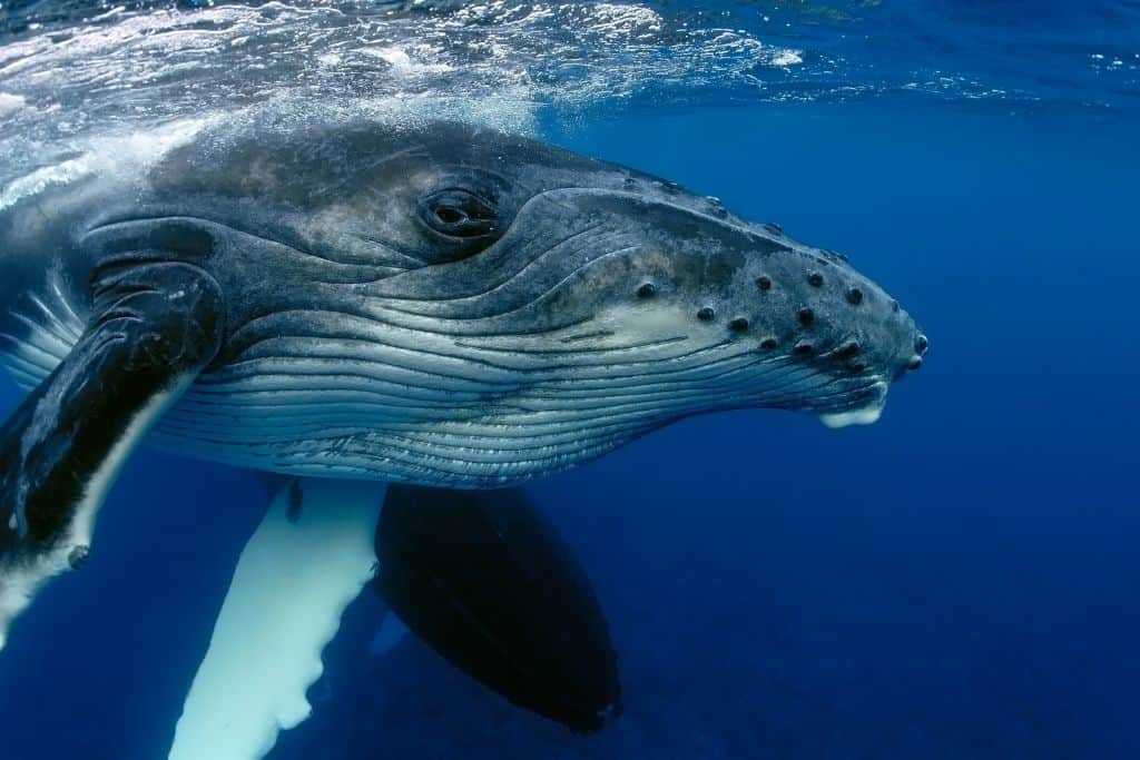 Humpbacks are some of the most common whales to see on Victoria whale watching tours