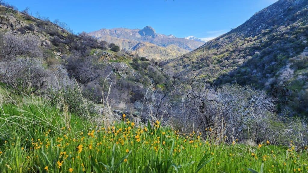Yellow flowers in tall grass overlooking a valley