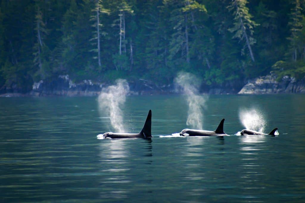 Three orcas swimming in a line along a rocky, tree-covered shoreline