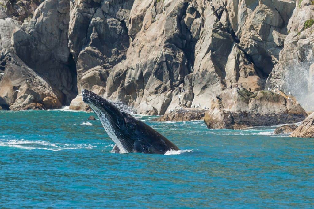 Humpback whale mouth coming out of the ocean near a rocky shoreline