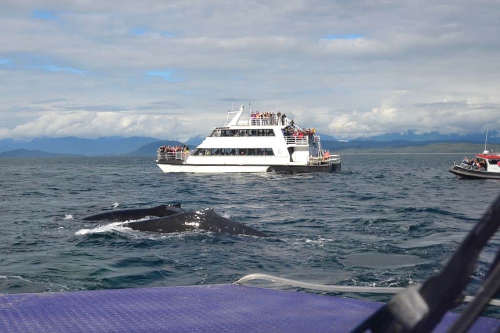 White ferry and two small boats alongside two whales in the ocean on a cloudy day