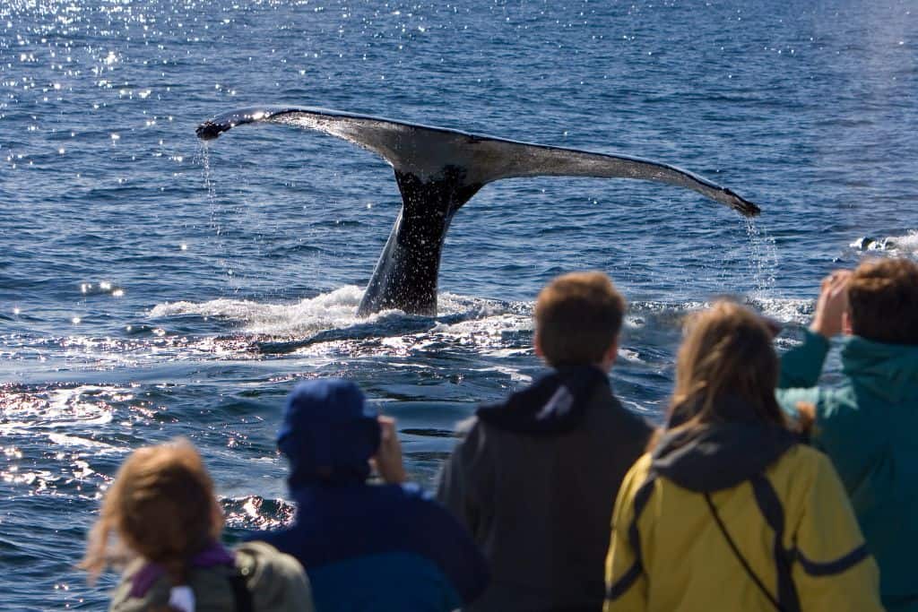 People watching a whale tail come out of the ocean