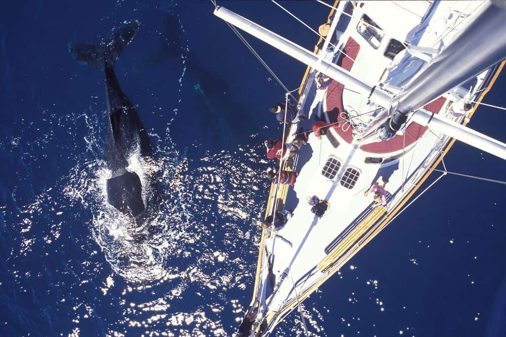 Aerial view of a sailboat and whales diving underneath it