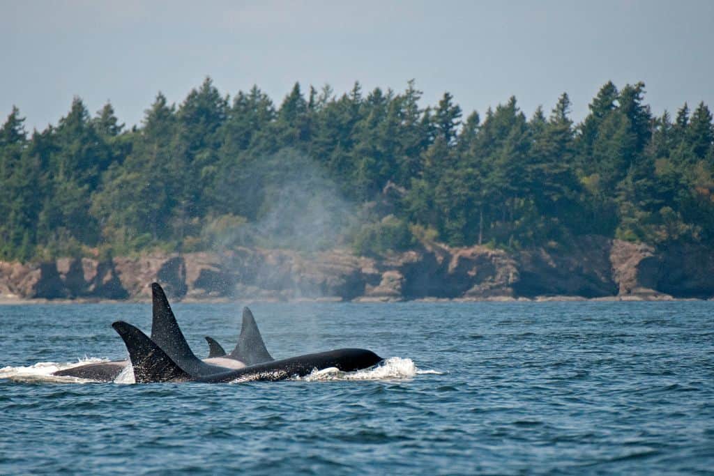 Pod of orcas off a rocky coastline covered in pine trees