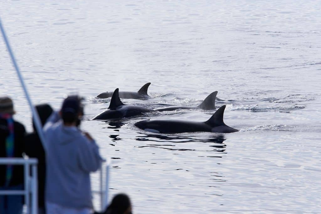 People on a boat looking at a pod of orca whales