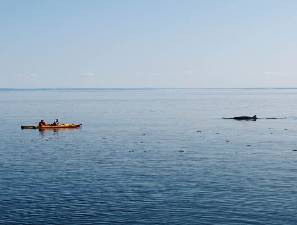Two people in a yellow kayak in the ocean while a whale swims past them