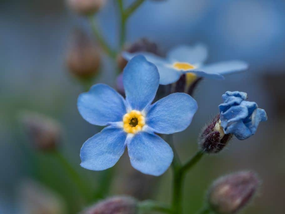 Forget me not seeds are one of the most unique souvenirs from Alaska you can get