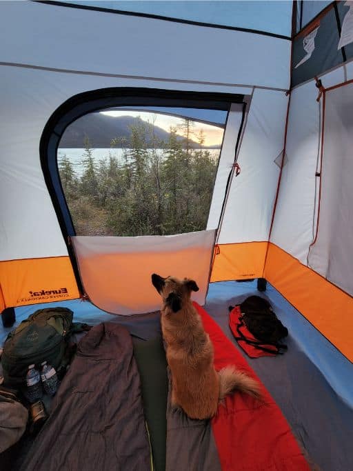 Dog looking through a tent screen at a bay with mountains and tall grass