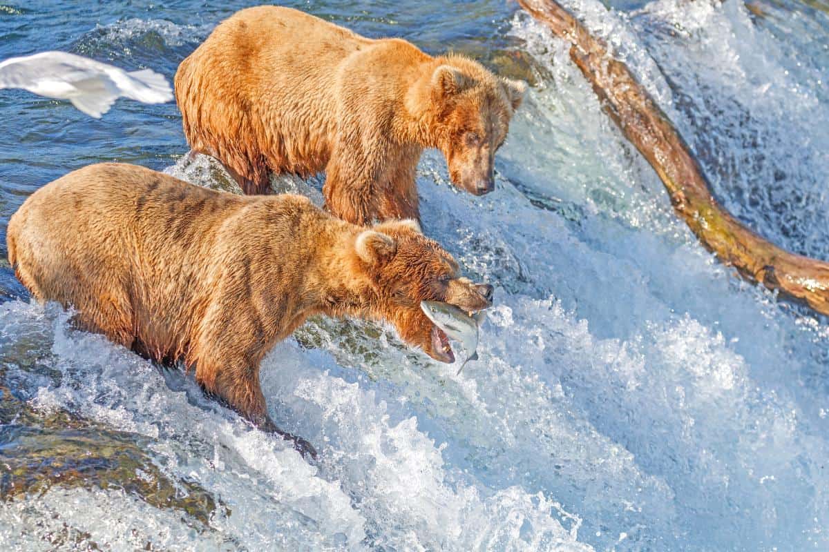 Two brown bears catching salmon in a large waterfall