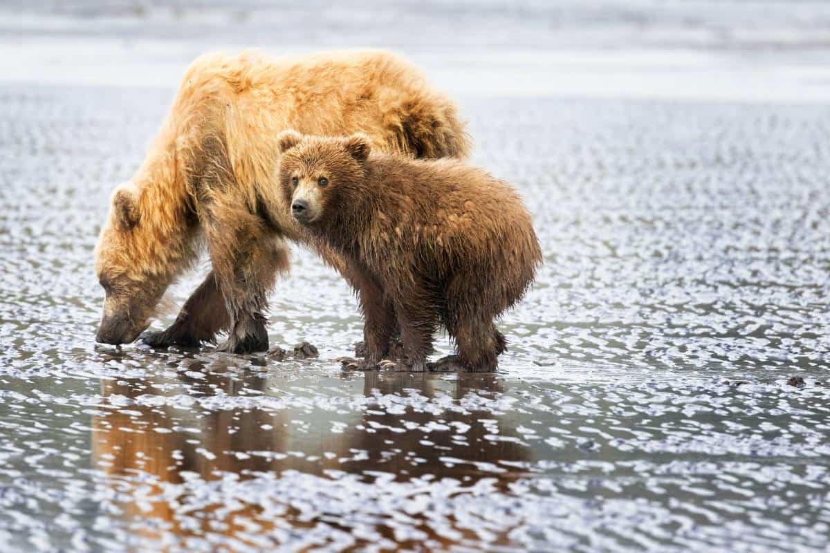 Two brown bears digging for clams in the sand on a wet beach
