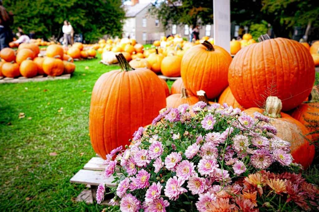 Piles of pumpkins scattered around a grassy field with bunches of flowers