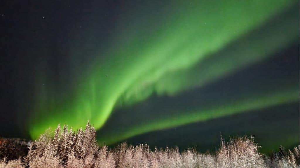 Green northern lights over frosty white trees