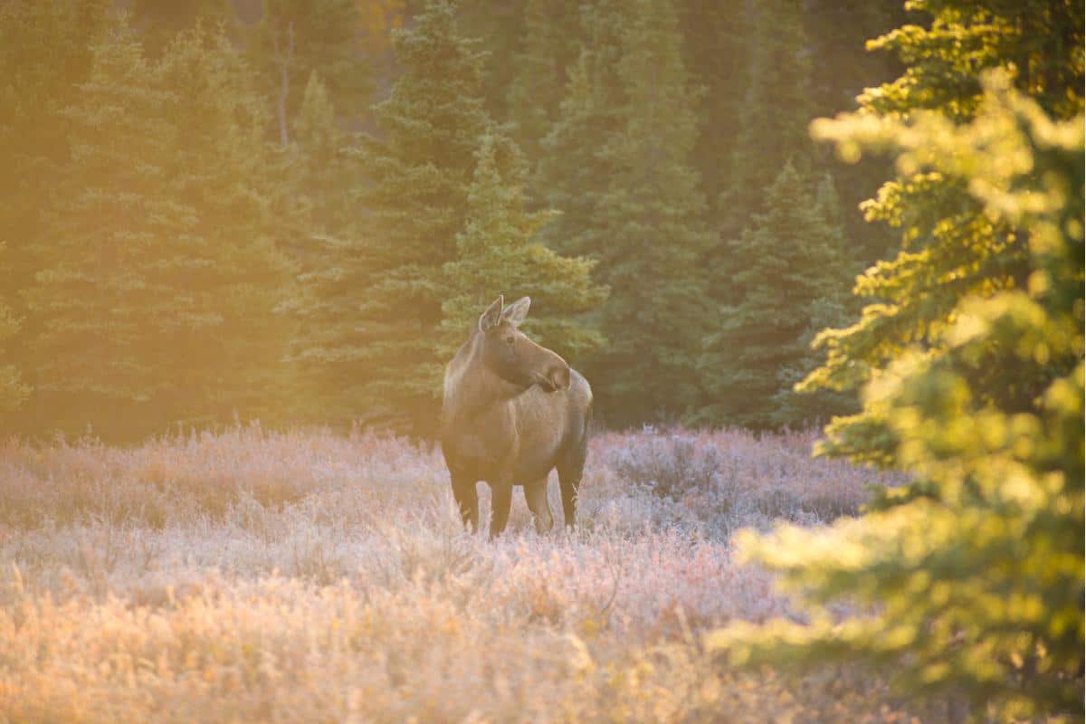 Moose standing in an open field surrounded by pine trees