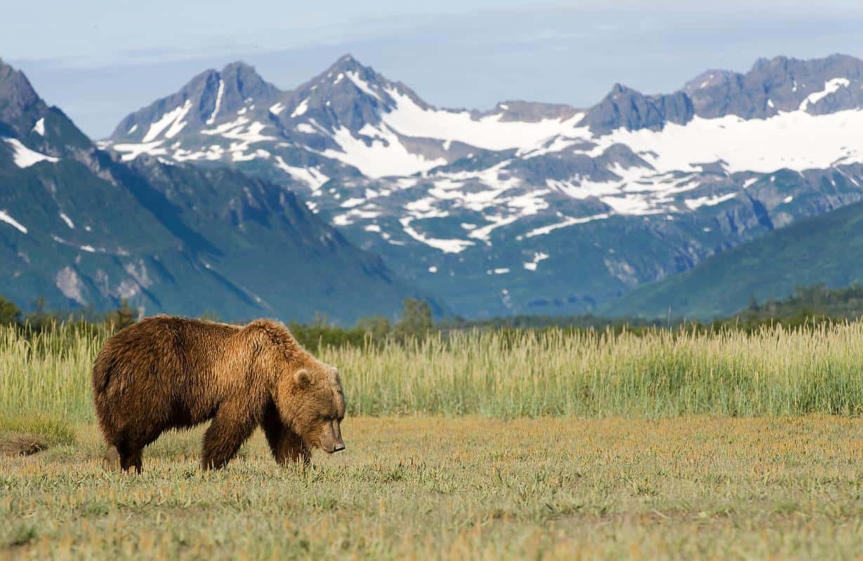 Grizzly bear roaming a field with tall grass and snowy mountains in the background