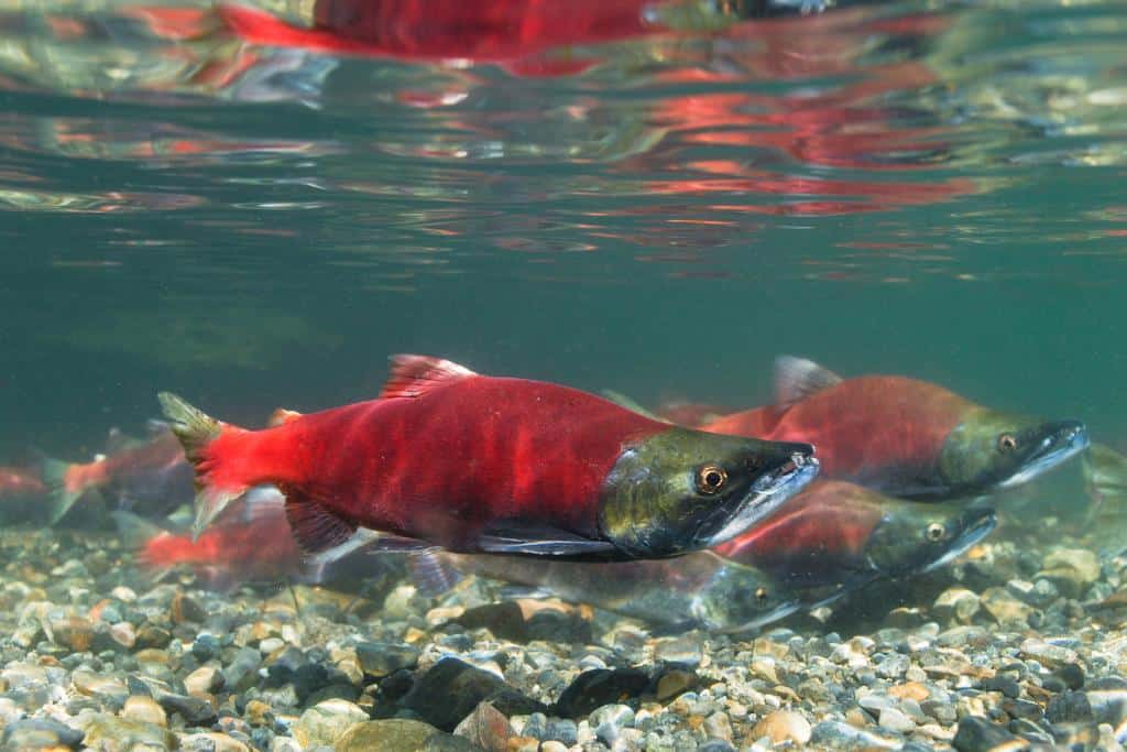 Sockeye salmon swimming in shallow water