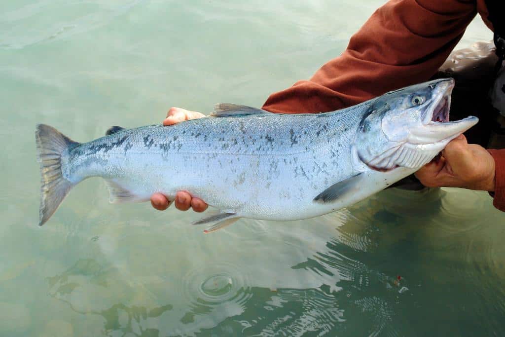 Person's hands holding a spotted white and silver fish in shallow water