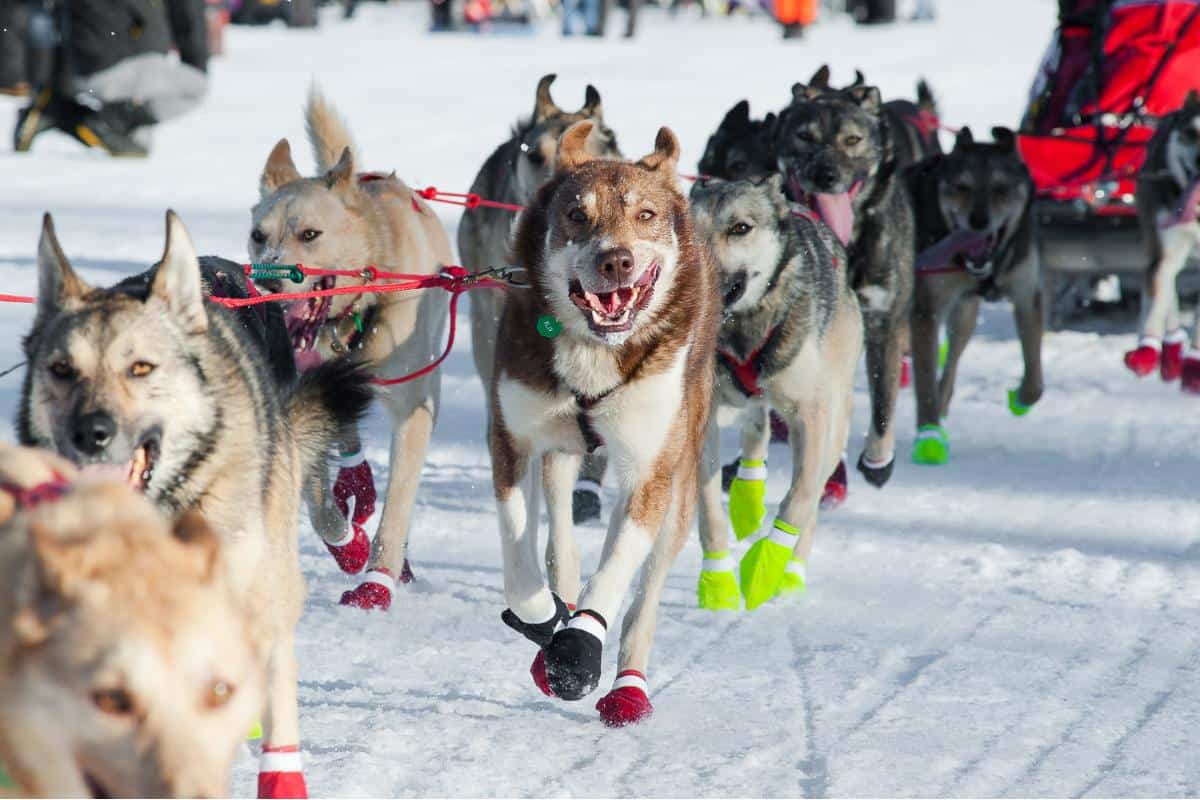 Line of husky dogs running on snow