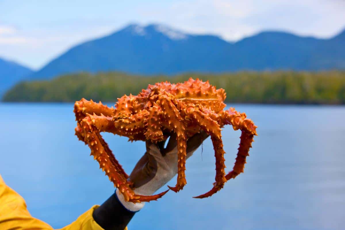 King crab being held up against mountains and ocean