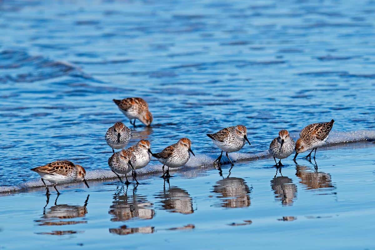 Shorebirds standing in shallow water on a beach