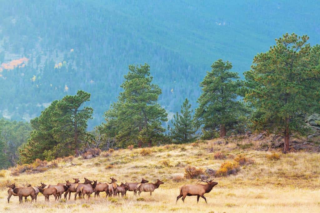 Herd of elk on a dry plain and surrounded by pine trees