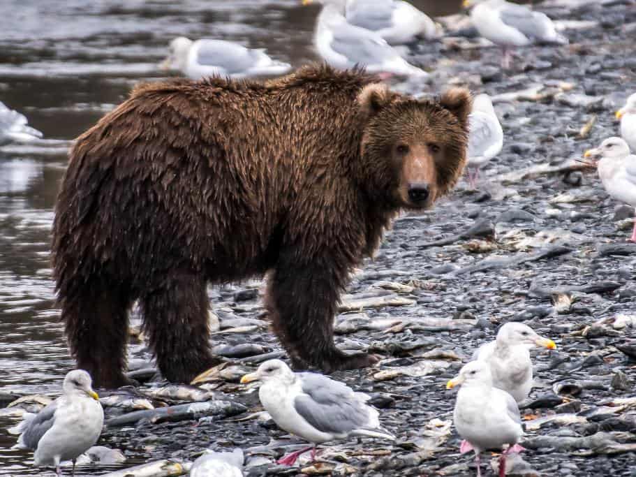 Bear on a rocky beach surrounded by dead fish and sea gulls