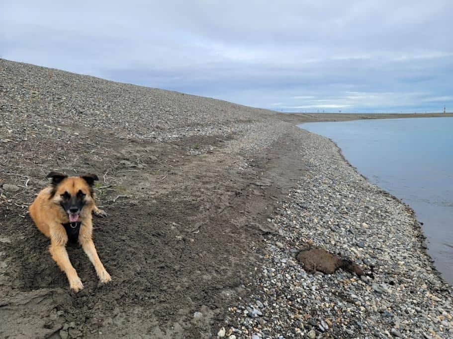 Dog laying on a long, rocky coastline