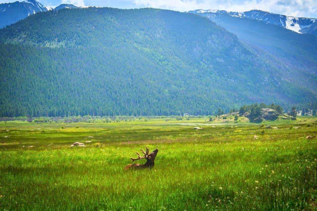 Elk tilting its head back in a green field in front of a mountain
