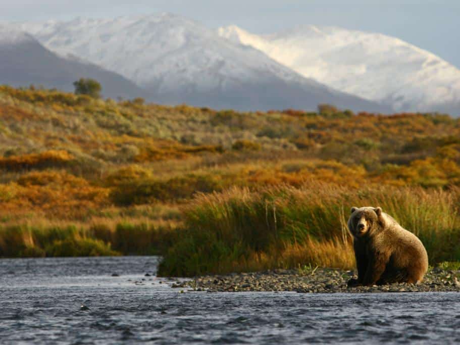 Large brown bear sitting on the rocky edge of a river surrounded by thick marsh and snowy mountains