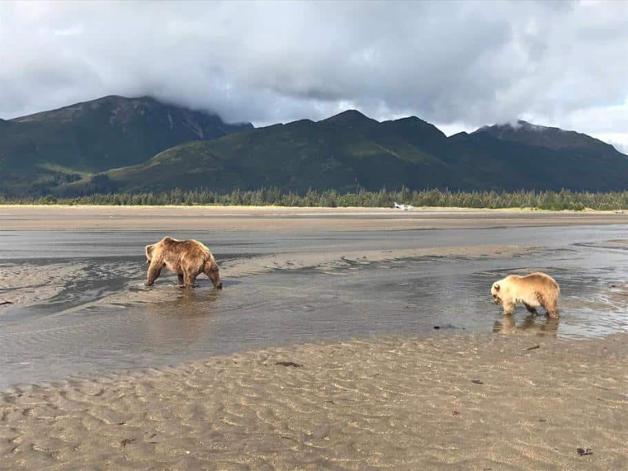 Sow and cub walking on a wet beach backed by tree-covered mountains
