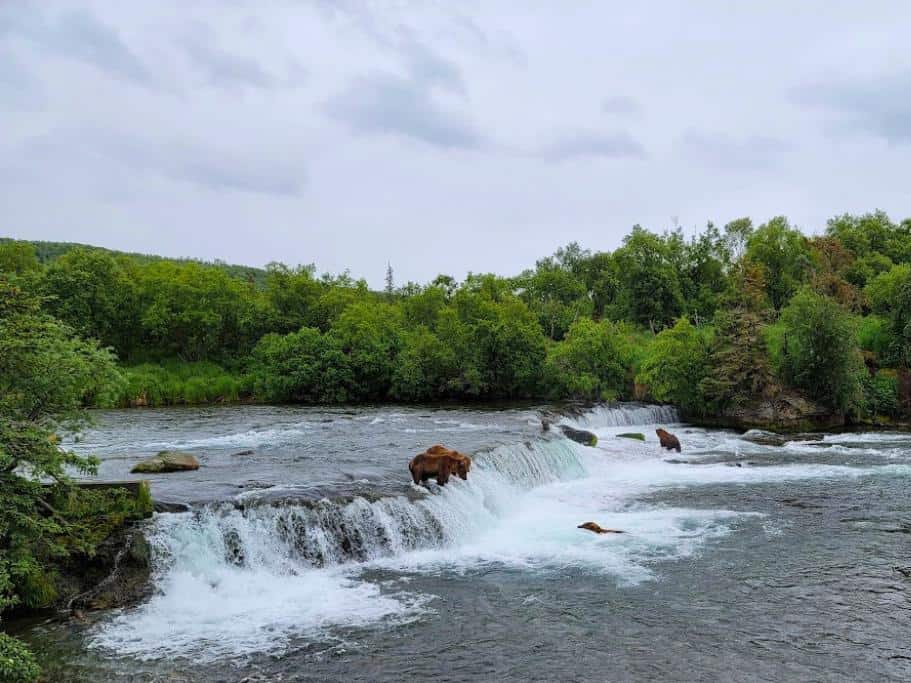 Bears fishing in a large, wide waterfall surrounded by trees