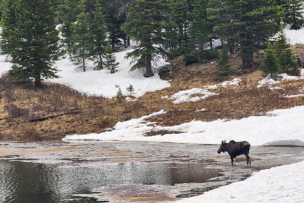 Moose in a snowy lake surrounded by pine trees