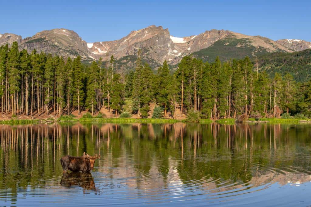 Moose standing in a lake surrounded by trees and mountains