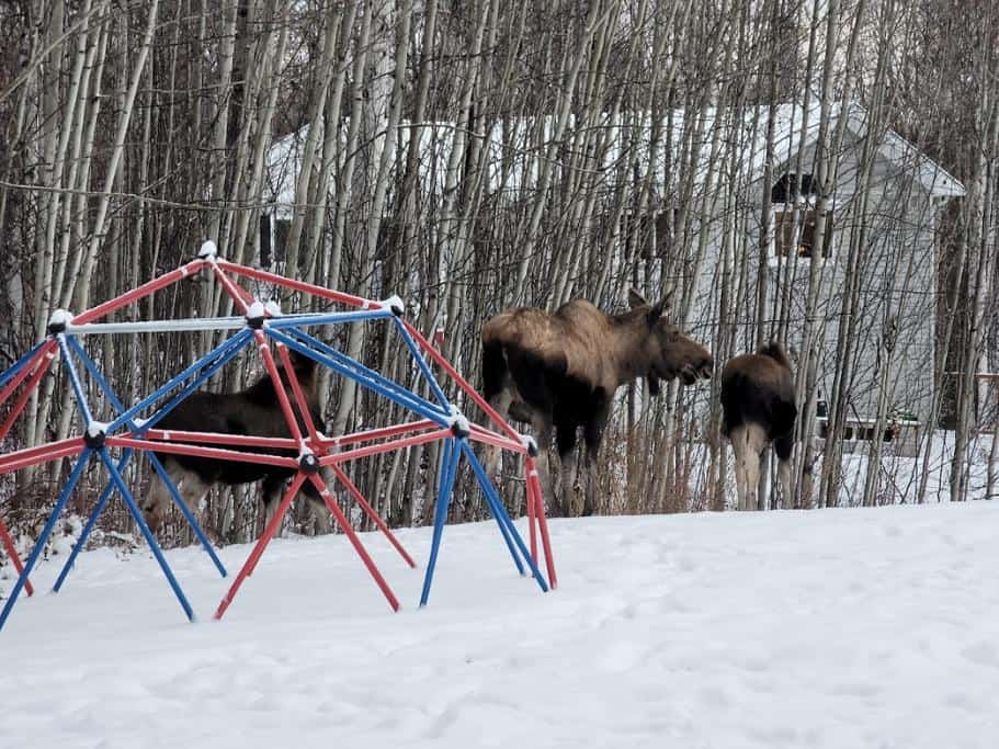 Three moose in a snowy yard with birch trees and a blue and red jungle gym