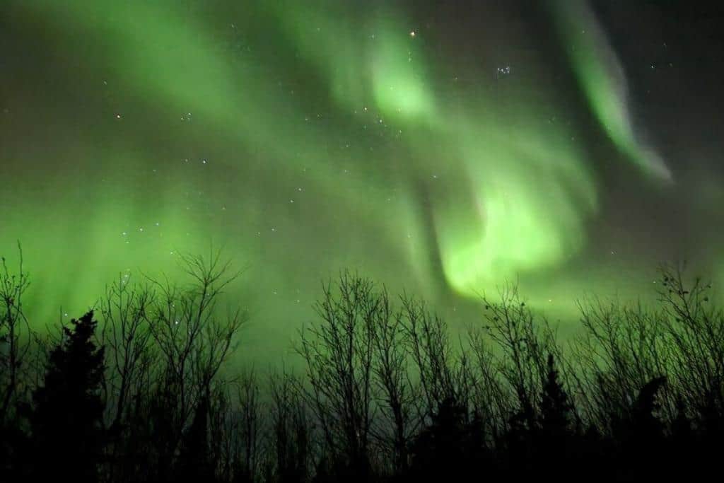 Northern lights over the black silhouette of bare trees