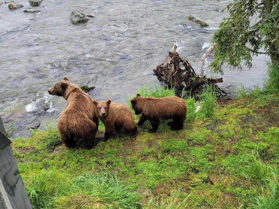 Mother bears and 2 cubs on a grassy landing near a river
