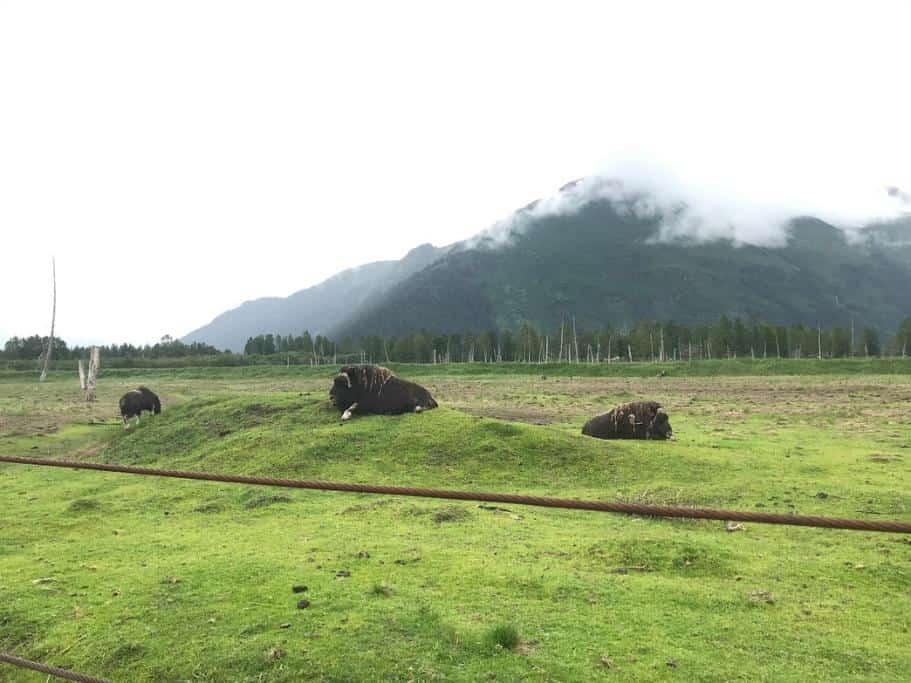 3 buffalo resting in a grassy field backed by mountains