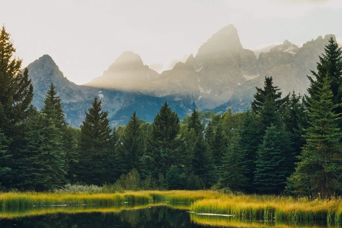 Mountains and pine trees over a marsh