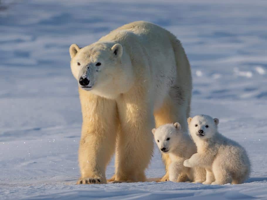 A mother polar bears with two cubs in a snowy landscape