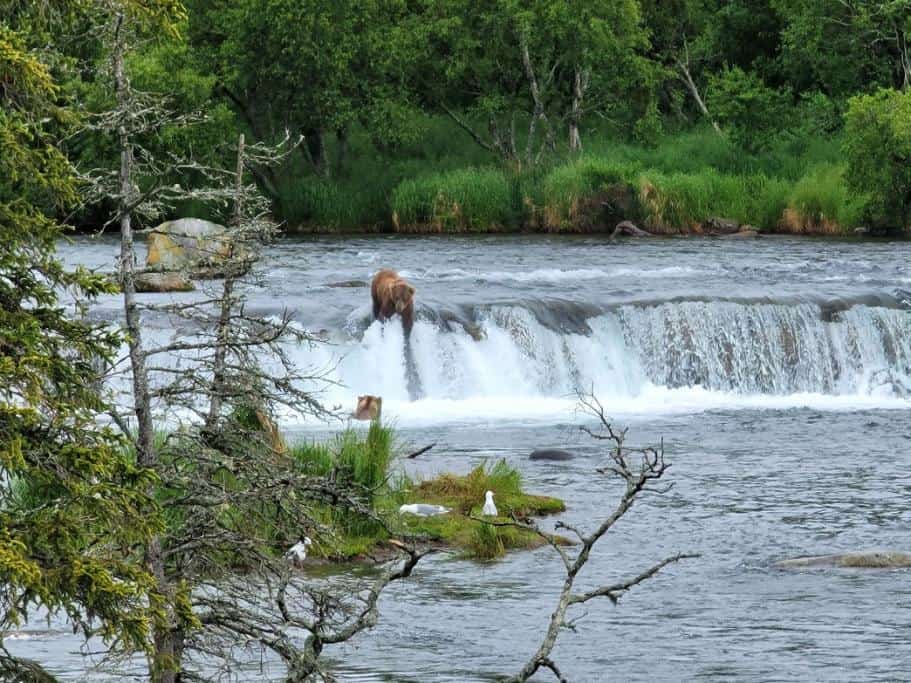 Two brown bears fishing in a waterfall