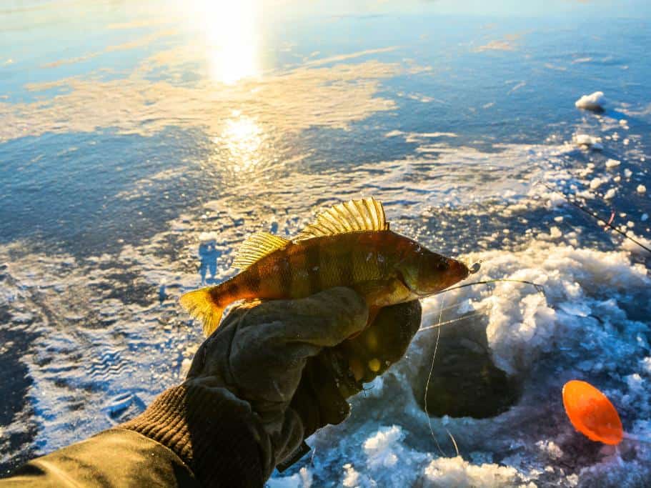 Small fish at the end of a fishing line in a person's hand above an ice fishing hole